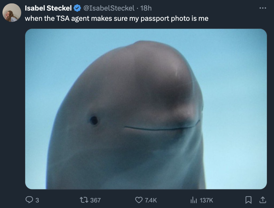 beluga whale - Isabel Steckel 18h when the Tsa agent makes sure my passport photo is me 3 t 367